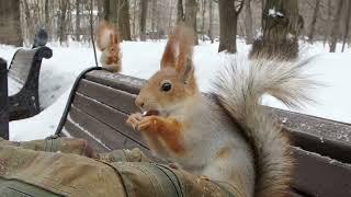 Кормлю Длинноухого, Рыжую и Того Самого бельчонка / Feeding familiar squirrels