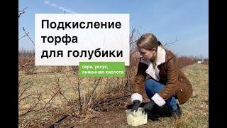 Как подкислить почву для кустов голубики? Питомник саженцев голубики из Беларуси "Ягодная долина"