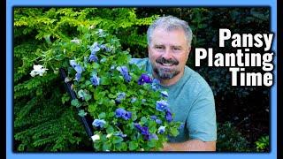 Pansy Planting Time