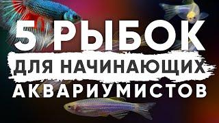 Неприхотливые аквариумные рыбки для начинающих. Мой Топ-5