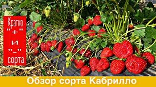 Обзор сорта клубники Кабрилло