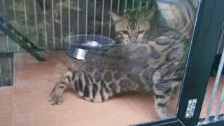 Proses kawin kucing Ras bengal ada beberapa yang perlu di perhatikan