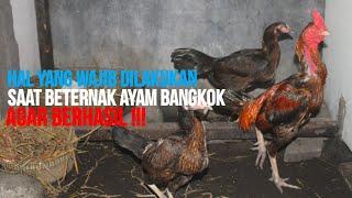 Ternak ayam bangkok ??? Begini rutinitasnya agar berhasil