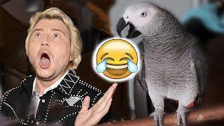 Жако Петруня пародирует БАСКОВА Parrot Jaco Petunia parodies singer Baskov