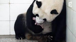 Birth of baby panda