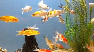 Koi fishtank。    锦鲤鱼缸。     一天到晚游泳的鱼