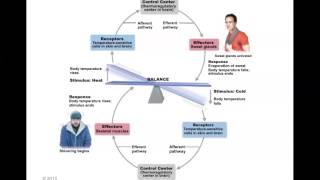 Human Anatomy and Physiology: Homeostasis