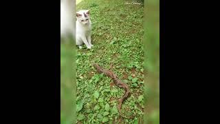 Menegangkan kucing vs ikan | Cat vs big fish | 