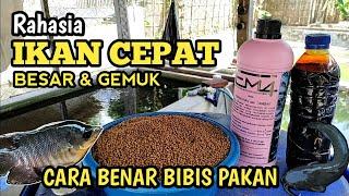 Cara pembibisan pakan ikan menggunakan probiotik EM4 dan molase