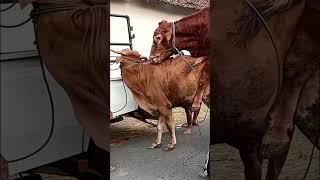 the cow breeding time // thailand cow // #shorts #animals #bull