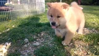 Akita Inu puppies - 5 weeks old