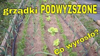 Warzywne grządki podwyższone- początek wyrastania. Grządki podniesione, warzywne zagony podniesione.