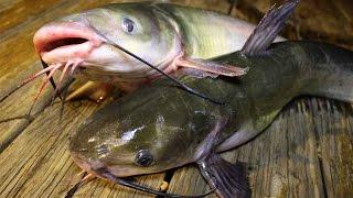 How to catch catfish - How to cook catfish - How to clean catfish