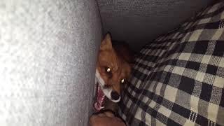 Tiki the fox meows while hiding in improvised hole (Day 602)