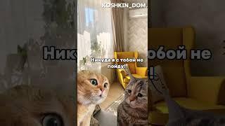 РАЗГОВОР ДВУХ КОТОВ Ч.182