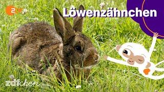 Keks auf Gespensterjagd | LÖWENZÄHNCHEN | ZDFchen