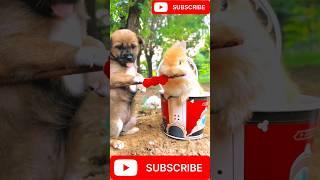 Cute and Funny Dog Moments 2024: Must-See Clips