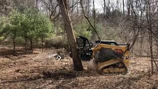 Cat skidsteer Taking down a tree with a mulcher head