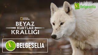 Beyaz Kurtlar Türkçe Dublaj HD Belgesel izle | Belgeselia