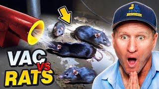 ULTIMATE multi - catch Rat Trap SUCKS up rats QUICKLY !