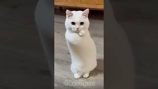 Tang Ting Tung Kucing Lucu Bergoyang #cute #cats #pets #ai #reels #kucingjoget