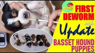 Basset Hound Puppies: First Deworm and Update