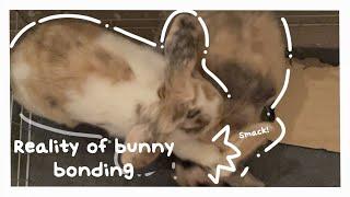 The Worst Bunny Bonding Experience (Turn On Captions) | Learn from my Mistakes