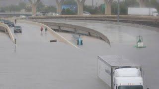 Shark Spotted on Highway During Hurricane Harvey?