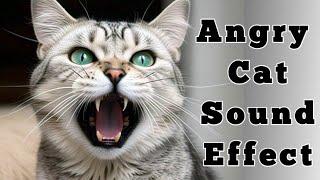 Angry Sound Effect | Angry Cat Sounds To Attract Cats