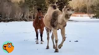 Camel Acts Like A Horse And Wins Everyone Over | Cuddle Buddies