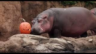 Hippo Fiona's 8 Year Highlights - Cincinnati Zoo