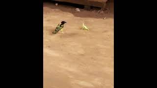 Sparrow Vs Praying Mantis Which One is Powerful?