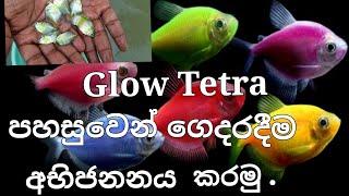 ග්ලො ටෙට්රා බෝ කරමු.|How to breed glow tetra #sinhala #glowtetra