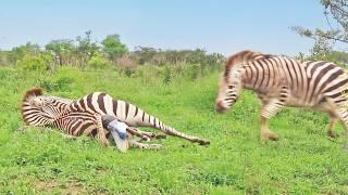 Zebra Mom Fights Stallion While Giving Birth in Epic Battle