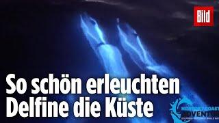 Das schönste „Knicklicht“ der Welt dank Biolumineszenz