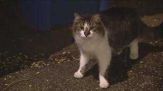 Meet the cats fighting Chicago's rat problem