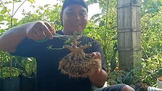 REPORTING BONSAI SANCANG MAME #real #bonsai #bonsaidream #bonsaisancang #bonsaicantik #tanaman