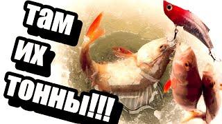 ОНИ ЛЕЗУТ В ЛУНКУ ЗА БЛЕСНОЙ!!! САМЫЙ ОКУЕННЫЙ КЛЁВ 2023 !!!