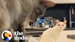 Cat Hates Her New Sibling Until... ️ | The Dodo