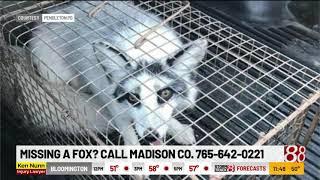 Pendleton police find "domesticated" fox, look for owner