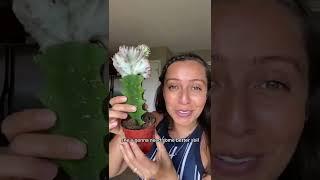 You’ve got the “blooms” on your cactus!? #plantgrowth #cacti #cactuslover #plantcaretips #plantcare