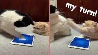 Cat Playing Fish Catching Game On Ipad