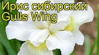 Ирис сибирский Галлс Винг. Краткий обзор, описание характеристик iris sibirica Gulls Wing