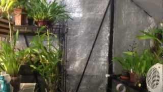 "How to care for Orchids" Detailed winter greenhouse cool growing Orchid set up, care and culture