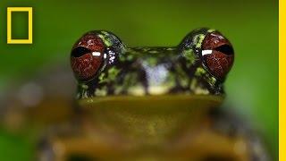 Stunning Close-ups: Meet These Frogs Before They Go Extinct | National Geographic