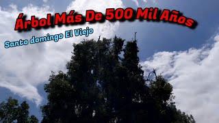 Árbol Más De 500 Mil Años En La Cumunidad De Santo domingo El Viejo San Juan Mixtepec 2024