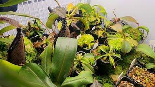 Nepenthes potting media mixes - what to use and why.