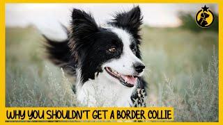 5 Reasons Why You Shouldn’t Get a Border Collie