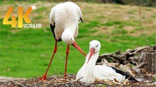 4k Cute Stork Bird Flying || adorable baby stork 2021