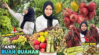 Panen buah-buahan dikebun | Petik buah langka